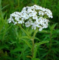 Yarrow pẹlu arthrosis